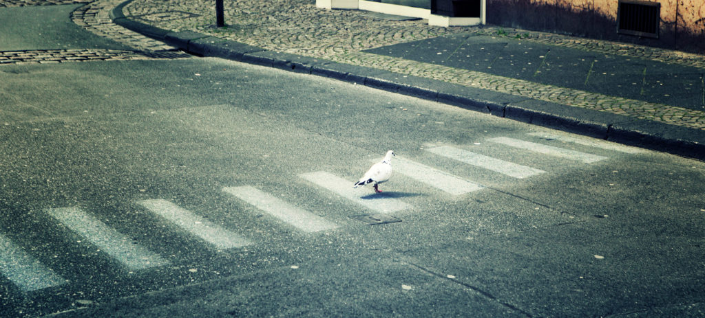 Pigeon crossing