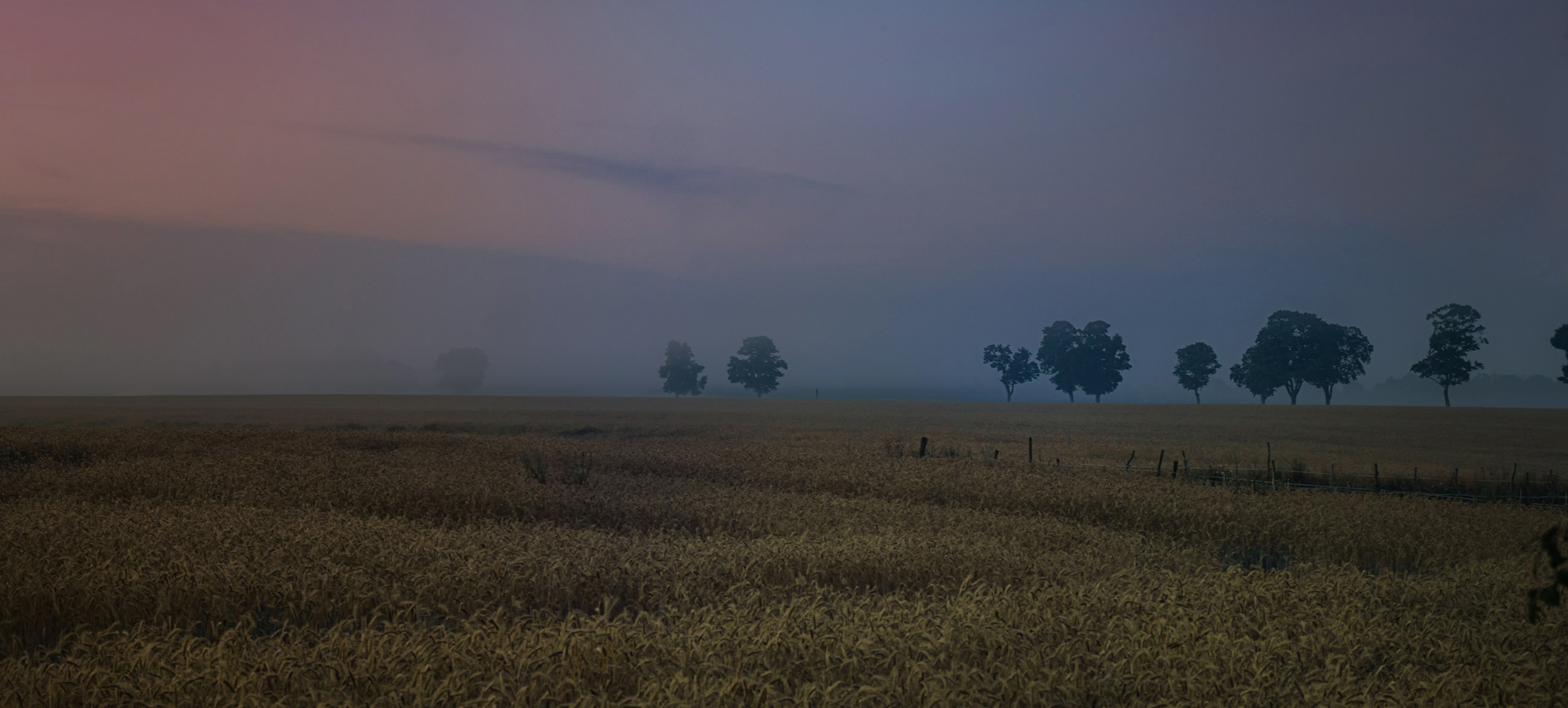 Frühnebel